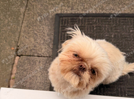 Female cream Shih Tzu