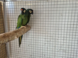 Pair Illiger Macaw