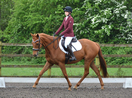 16.1hh gelding