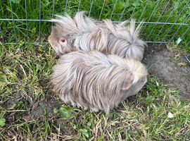Two beautiful boy long haired grey guinea pigs