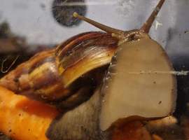 African land snails ( babies and adults)