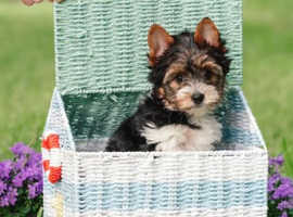 Purebred Biewer Terrier Puppies