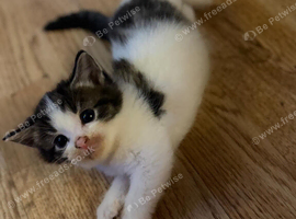 Tabby boy grey and white kitten