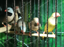 4 Hecks Finches & 1 Star Finch