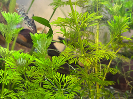 Ambulia Aquatic Plants