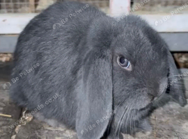 Mini lop female