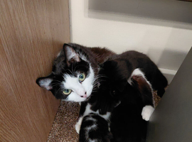 Half Maine Coon Kittens