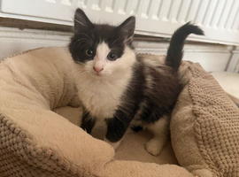 1 girl kitten