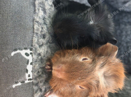 4 beautiful baby male guinea pigs