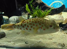 CROSS RIVER PUFFERFISH
