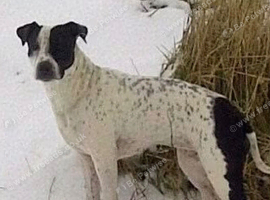 ️Rehoming Lucky️