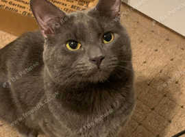 Cat for stud X British Shorthair young male for stud services only