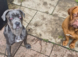 8 month old female cane corso D.O.B 05.09.2025