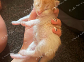 Half maine coon kittens
