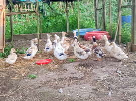Crested Bantam/Crested Miniature Appleyard Ducks/Ducklings