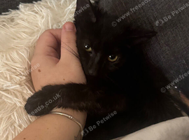 Midnight kitten