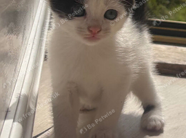 8 weeks old kittens