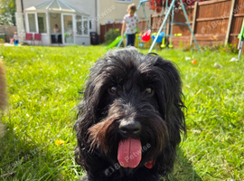 Waiting lists now open for toy poodle cross toy cockapoo puppies