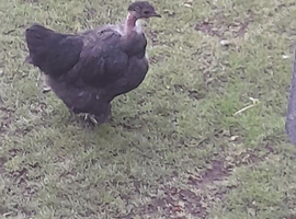 Black necked neck chicken
