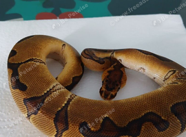 Royal python hatchlings