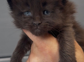 XL black,black smoke maine coon kittens