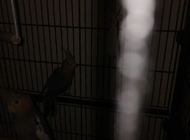Baby cockertiels