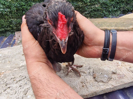 Stunning black hens for sale