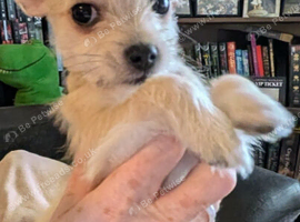 2 chihuahua/bichon frise puppies