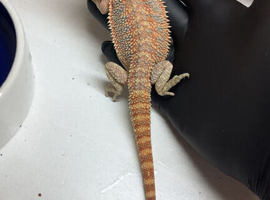 Baby hypo bearded dragons