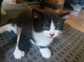 8 week old kitten for sale