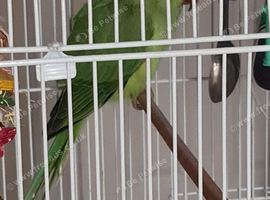 3 month indian ringneck.