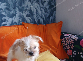 Sweet 4 month old puppy X Lasa Chowiwa