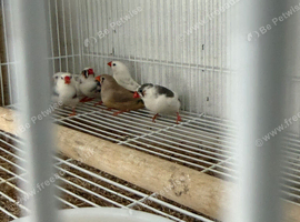 3 pairs of beautiful zebra finches