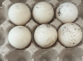 Miniature Silver Appleyard hatching eggs