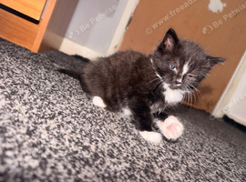 1 beautiful female kitten