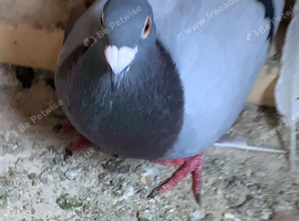 Racing pigeons