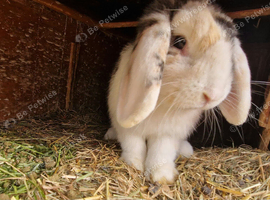 Mini Lop Last Boy &pound;15