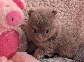 Stunning Pomeranian pups