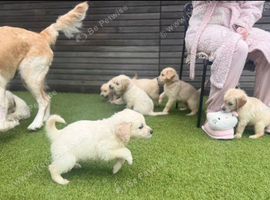 READY TO GO THIS WEEK Golden Retriever