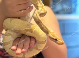 Banana Ball Python