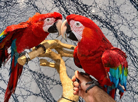 Stunning HandReared Hand Tame Talking Greenwing Parrot.