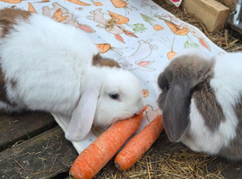 2x Female Rabbits