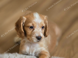 Cocker spaniel puppies for sale.