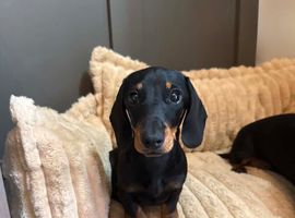 Tiny KC registered Mini dachshund girl