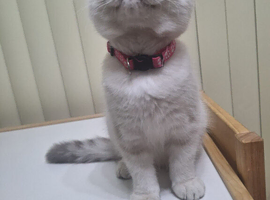 8 month old girl
