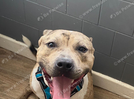 Merle male amstaff