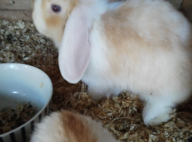 2 baby lops