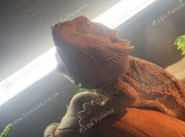 4 year old Bearded dragon for sale needs rehoming ASAP