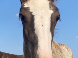 Gorgeous mare and foal together or at weaning