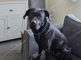 Black Labrador for rehoming.